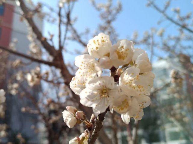 春之韵｜春雨催春芽（诗词十一首）(图4)