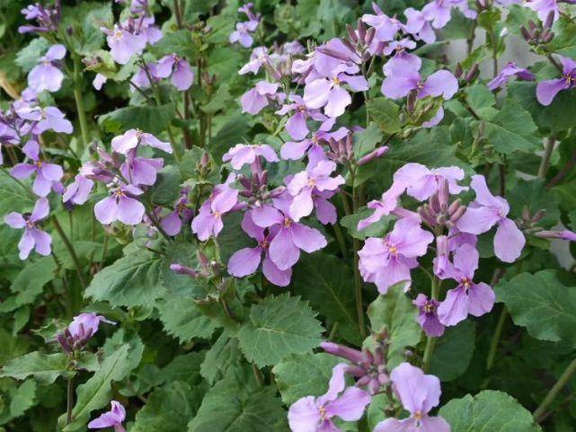 春之韵｜春雨催春芽（诗词十一首）(图5)