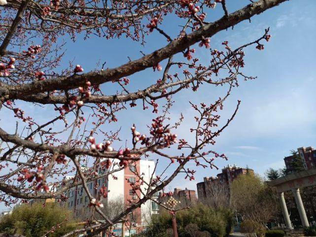 春之韵｜春雨催春芽（诗词十一首）(图6)