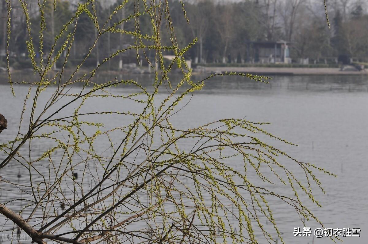 早春春雨春水古诗四首：春雨晴时春水生，有几梅花更晚风(图8)