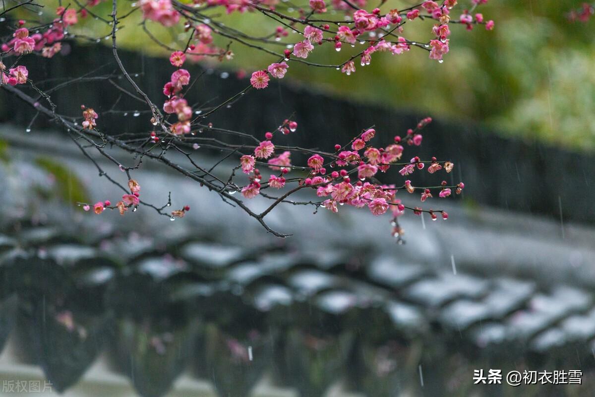 早春春雨梅花五首：数声春雨微中酒，绝好梅花大欠诗(图2)