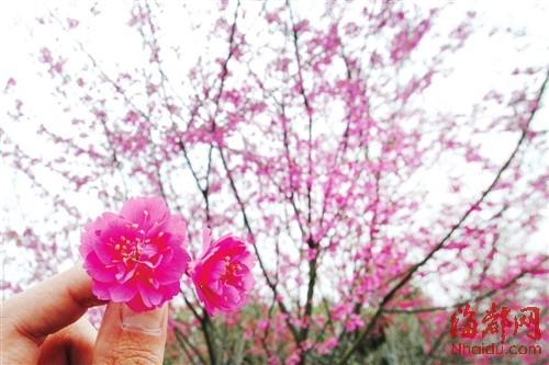 描写四月的优美句子迎接四月句子 你是人间的四月天四月的诗词(图1)