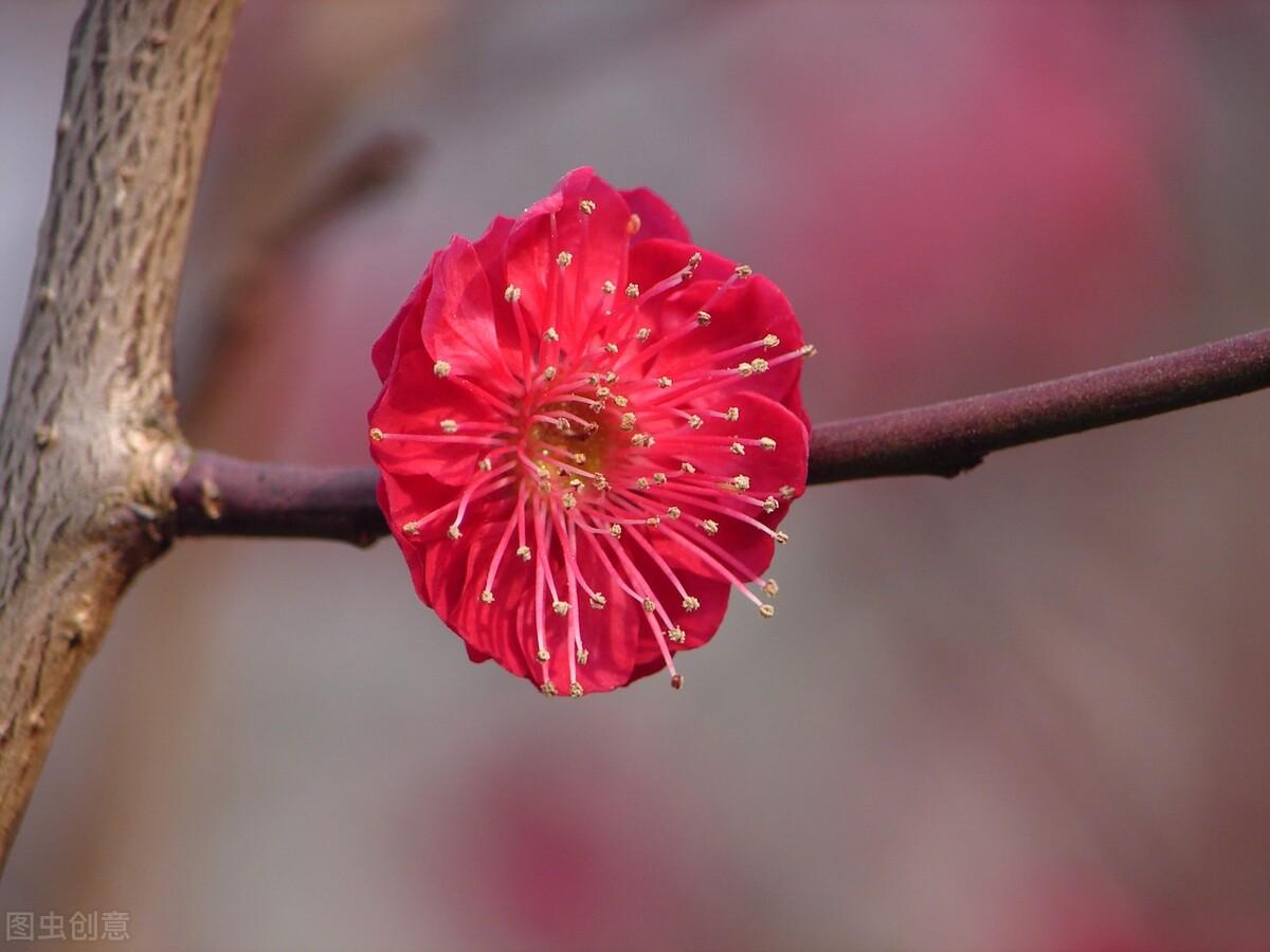 往事只能回味，岁月不会重来(图2)