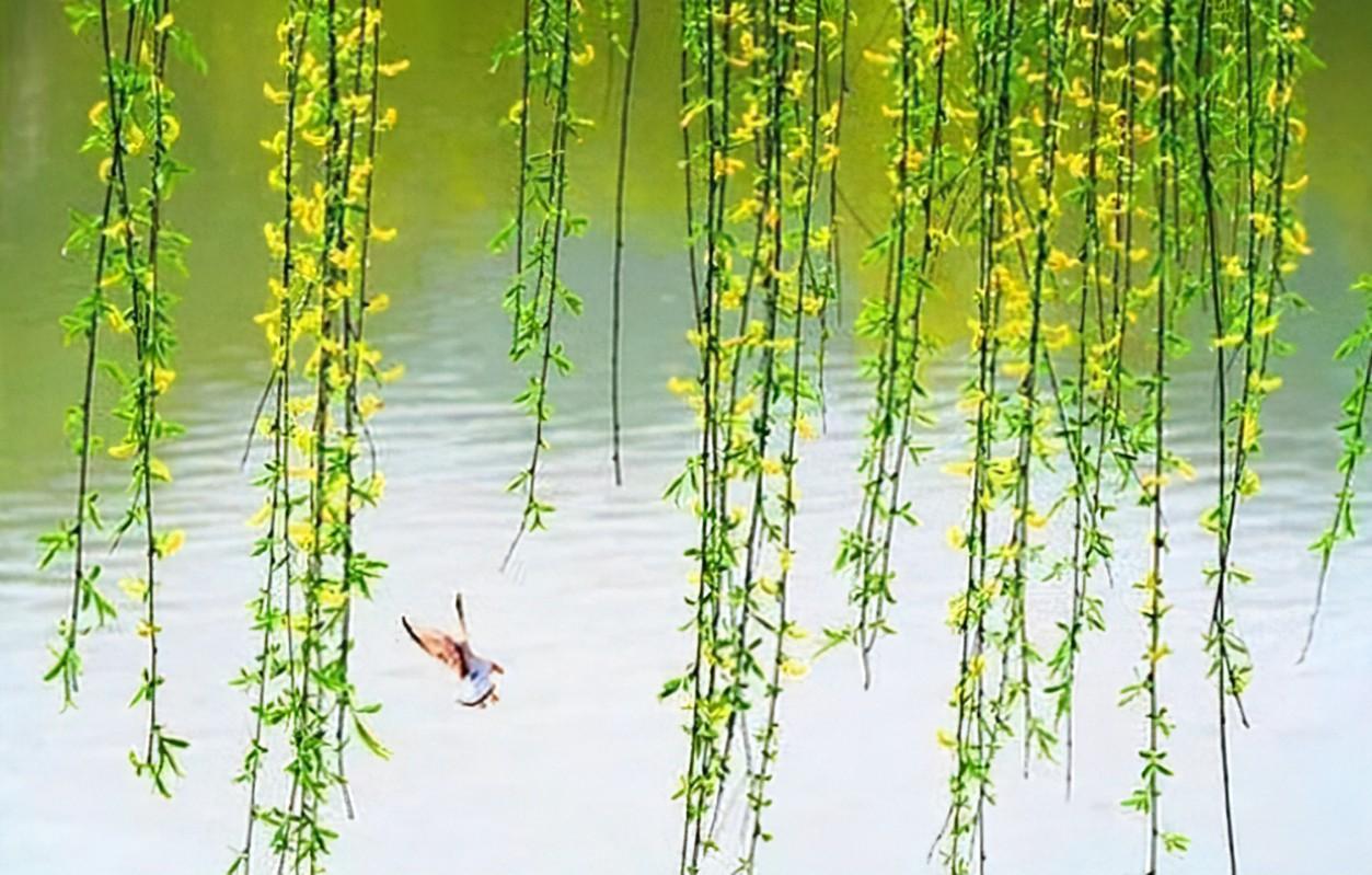 最精彩的10首柳絮诗，在柳絮纷飞的世界里，哪首最有诗情画意？(图1)