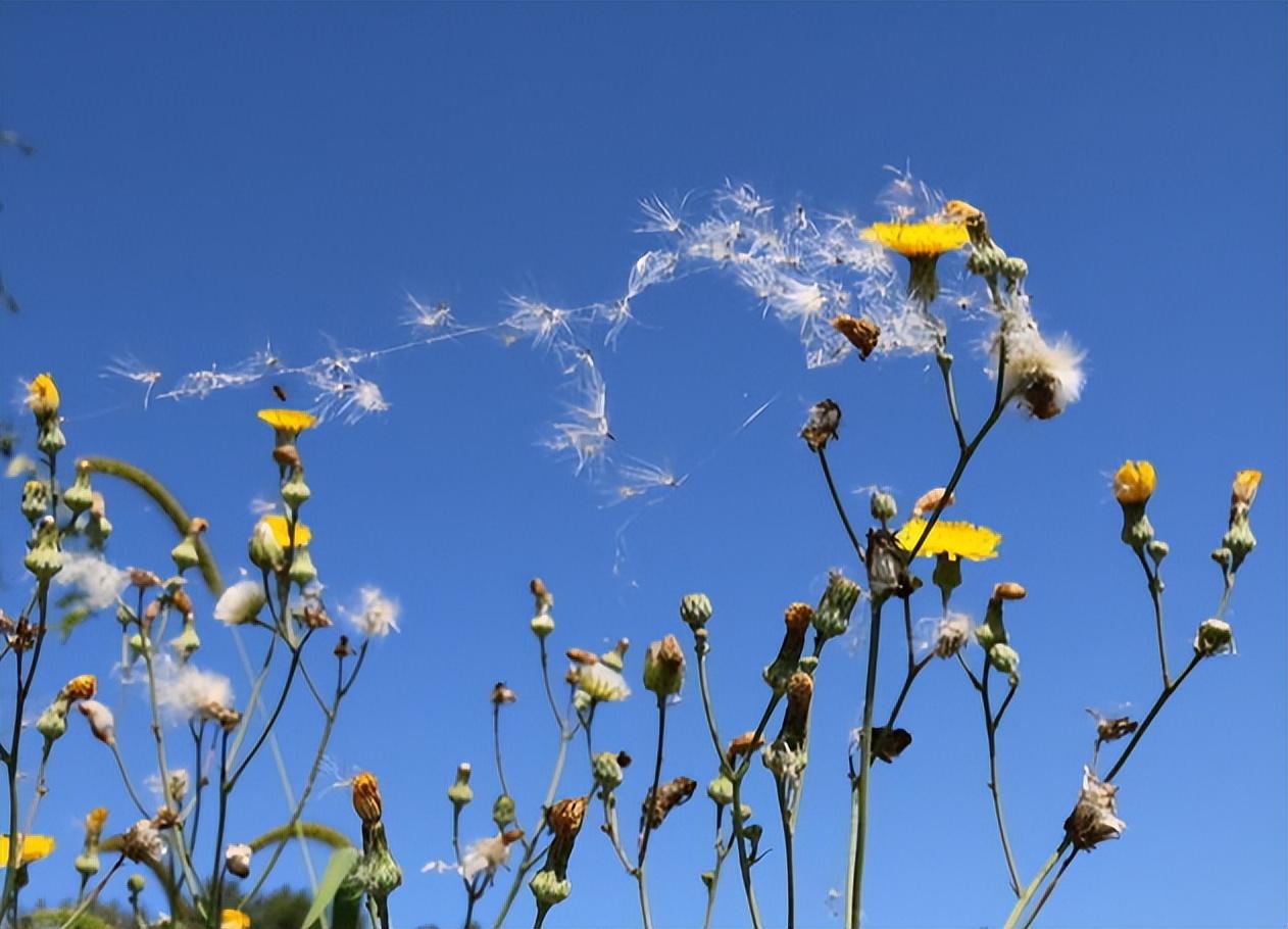 最精彩的10首柳絮诗，在柳絮纷飞的世界里，哪首最有诗情画意？(图3)