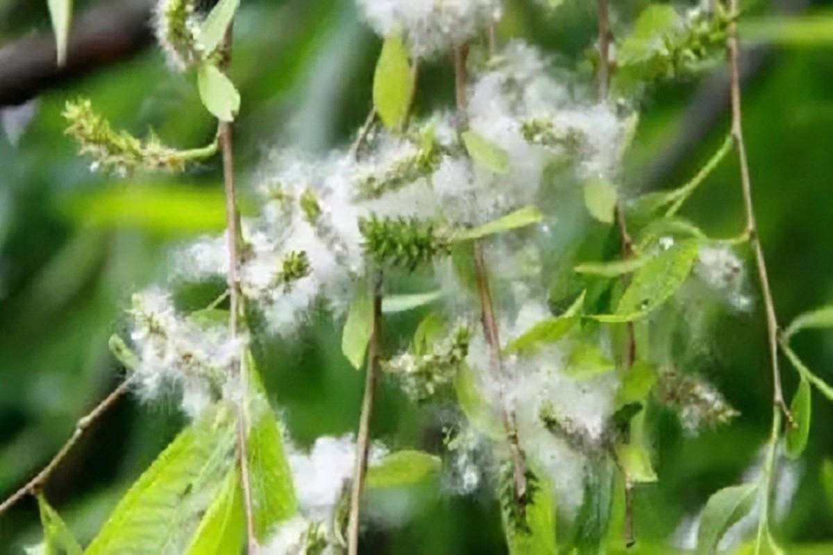 最精彩的10首柳絮诗，在柳絮纷飞的世界里，哪首最有诗情画意？(图4)