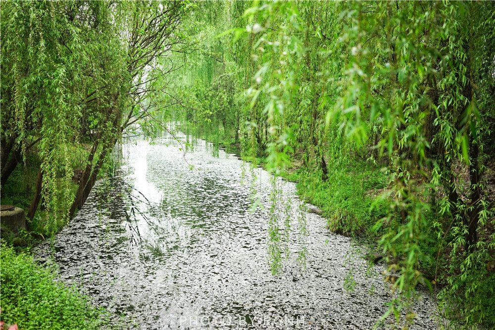 最精彩的10首柳絮诗，在柳絮纷飞的世界里，哪首最有诗情画意？(图5)