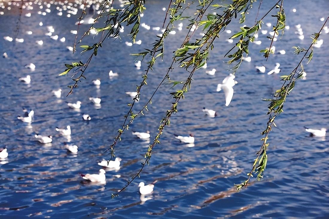 最精彩的10首柳絮诗，在柳絮纷飞的世界里，哪首最有诗情画意？(图6)