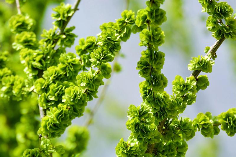 最精彩的10首柳絮诗，在柳絮纷飞的世界里，哪首最有诗情画意？(图9)