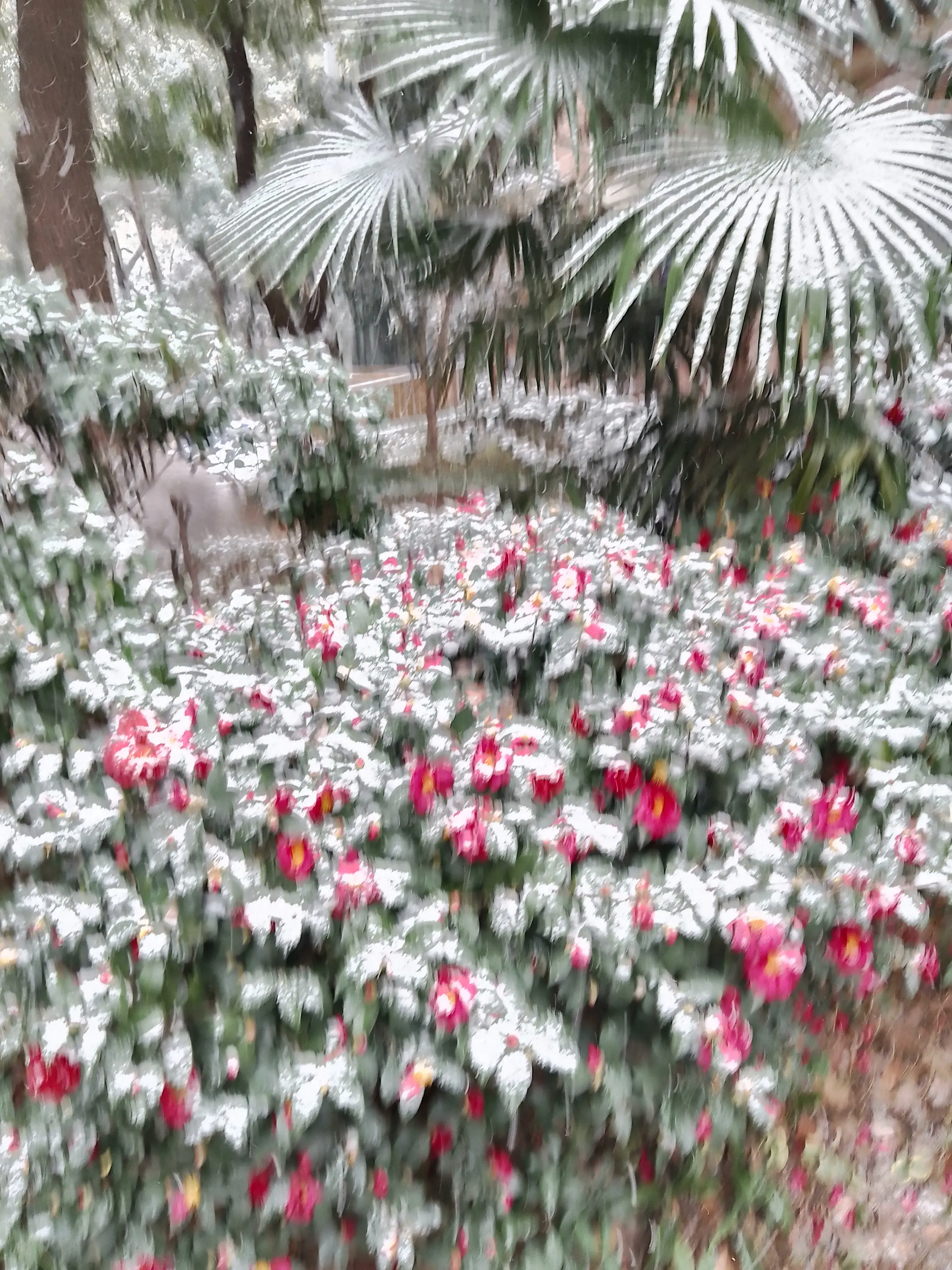 顾影网上吟自选集（153）赵书成(图1)