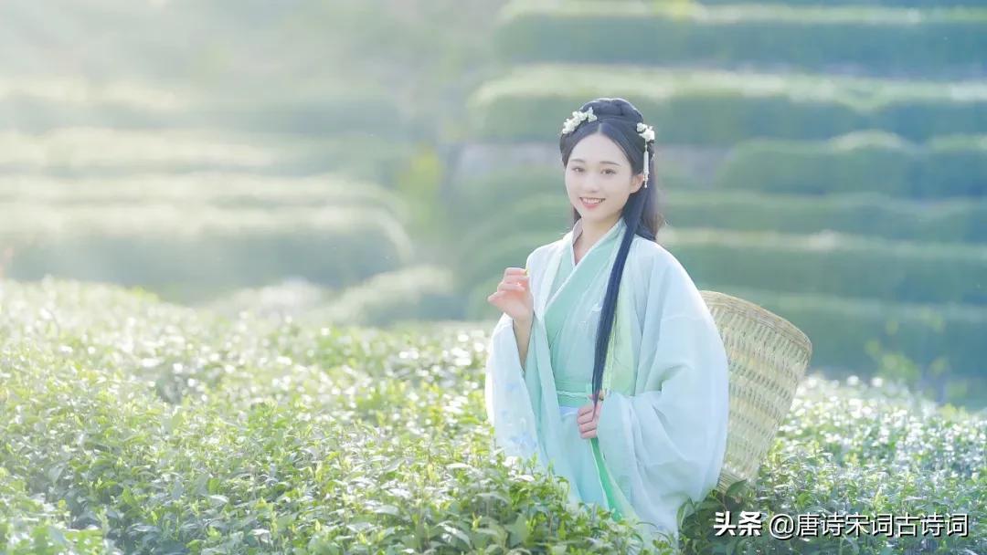 茶香悠悠蕴雅致(图2)