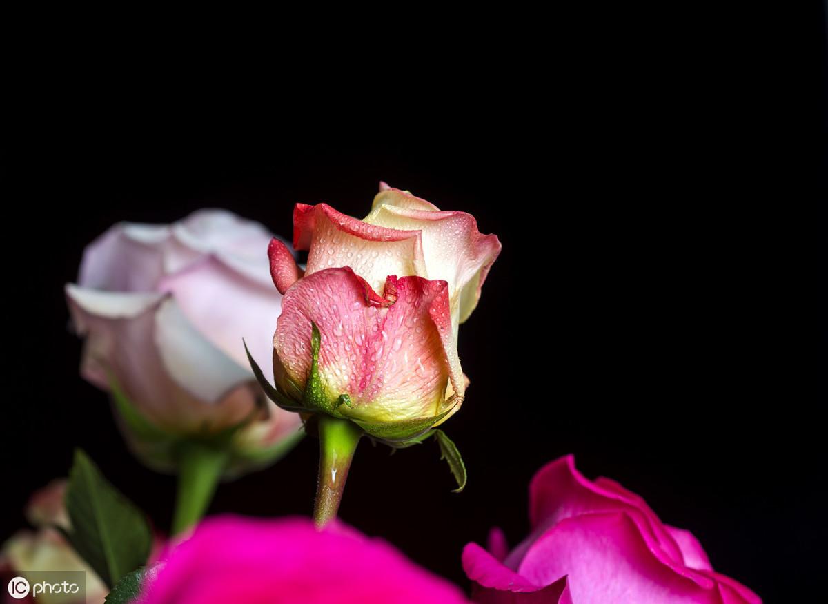 100句经典英语格言警句精选（收藏）(图11)