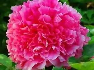 人生不一定永远是玫瑰色的，但人生可以是美丽的(图2)