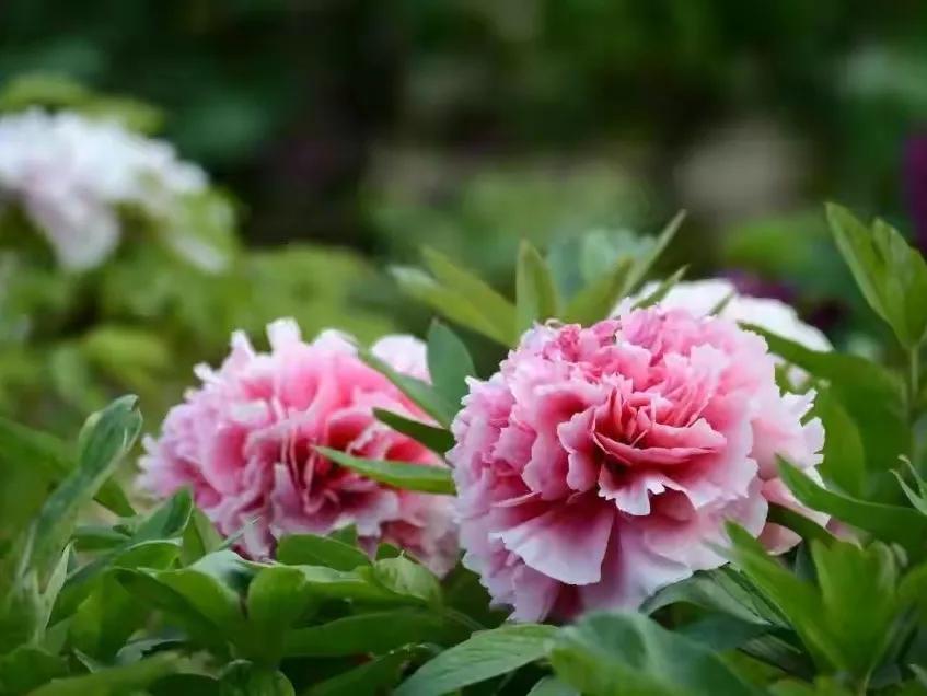 人生不一定永远是玫瑰色的，但人生可以是美丽的(图3)