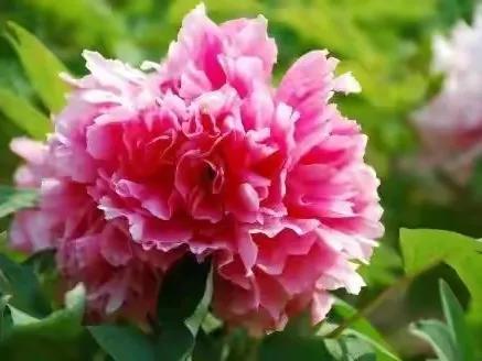 人生不一定永远是玫瑰色的，但人生可以是美丽的(图4)