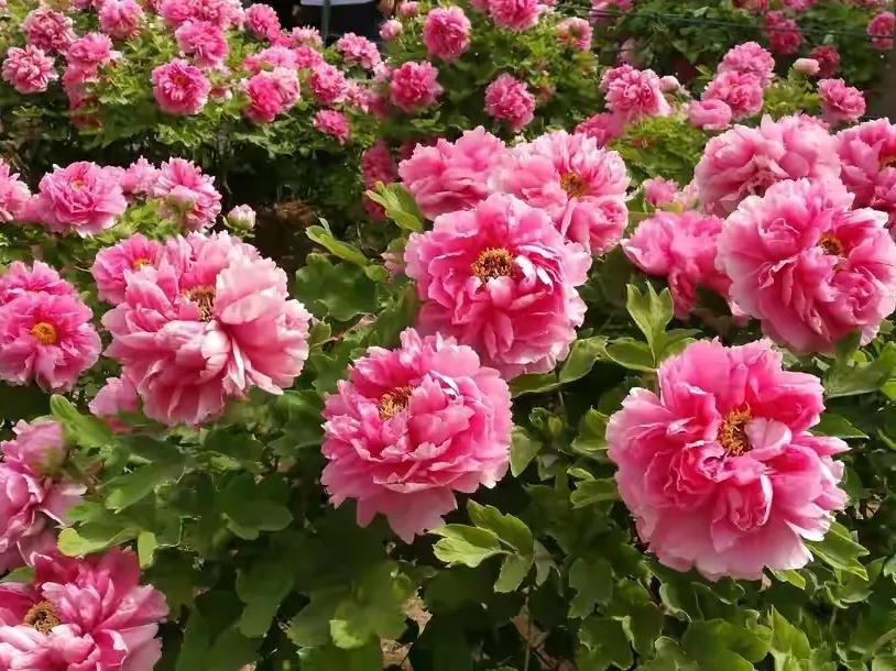 人生不一定永远是玫瑰色的，但人生可以是美丽的(图5)