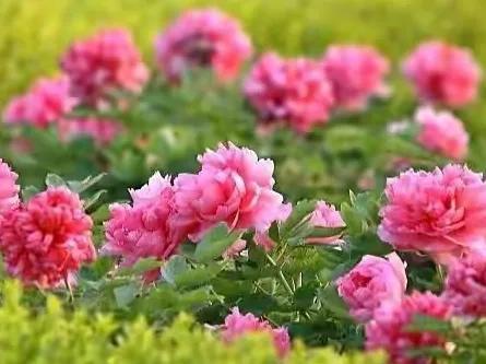 人生不一定永远是玫瑰色的，但人生可以是美丽的(图6)