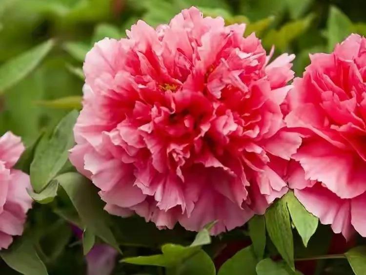 人生不一定永远是玫瑰色的，但人生可以是美丽的(图7)