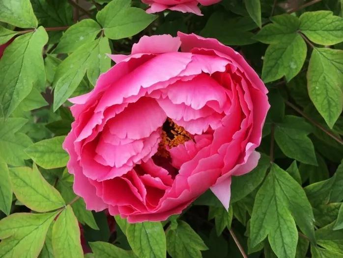 人生不一定永远是玫瑰色的，但人生可以是美丽的(图9)