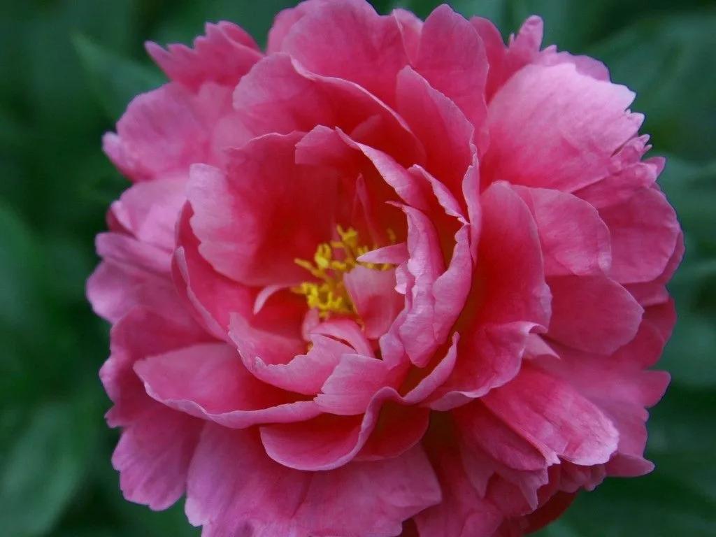 人生不一定永远是玫瑰色的，但人生可以是美丽的(图11)