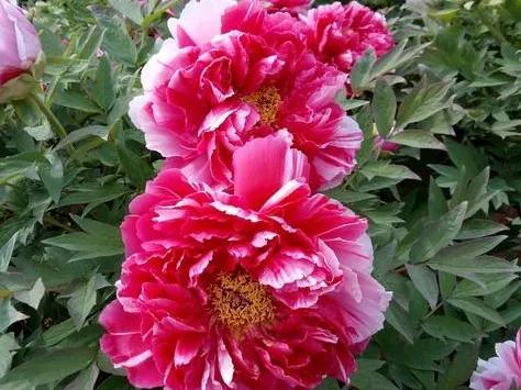 人生不一定永远是玫瑰色的，但人生可以是美丽的(图12)