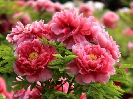 人生不一定永远是玫瑰色的，但人生可以是美丽的(图13)