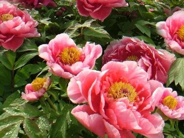 人生不一定永远是玫瑰色的，但人生可以是美丽的(图14)