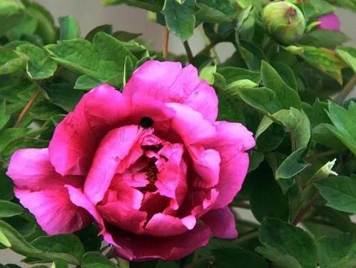 人生不一定永远是玫瑰色的，但人生可以是美丽的(图15)