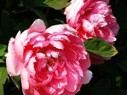 人生不一定永远是玫瑰色的，但人生可以是美丽的(图17)