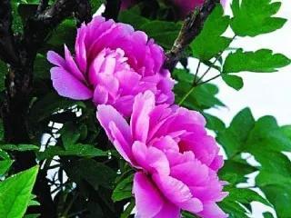 人生不一定永远是玫瑰色的，但人生可以是美丽的(图18)