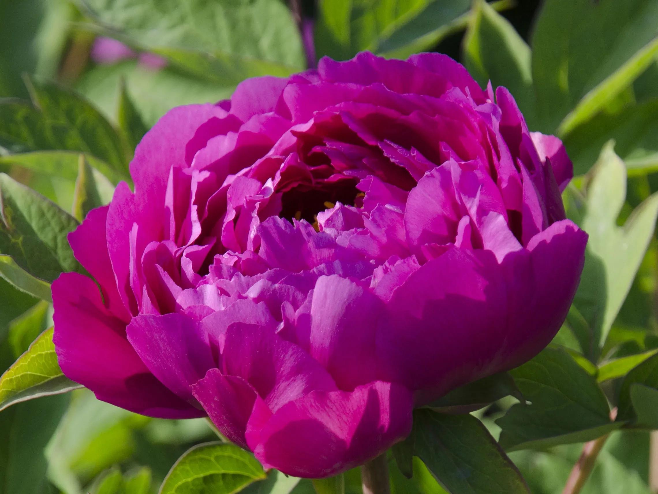 人生不一定永远是玫瑰色的，但人生可以是美丽的(图19)