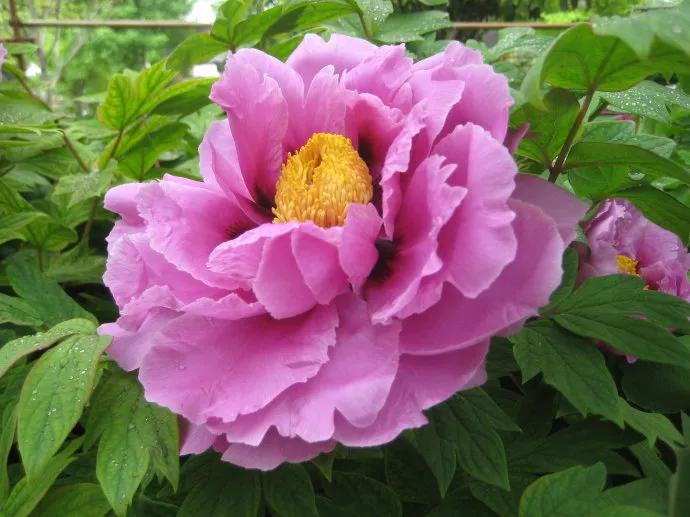 人生不一定永远是玫瑰色的，但人生可以是美丽的(图21)