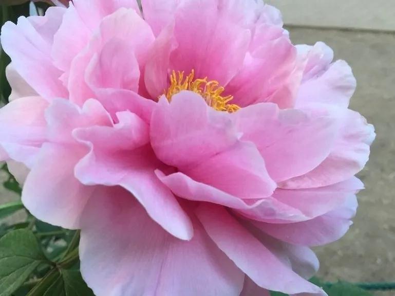 人生不一定永远是玫瑰色的，但人生可以是美丽的(图22)