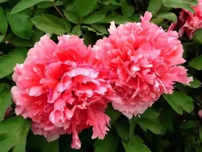 人生不一定永远是玫瑰色的，但人生可以是美丽的(图23)