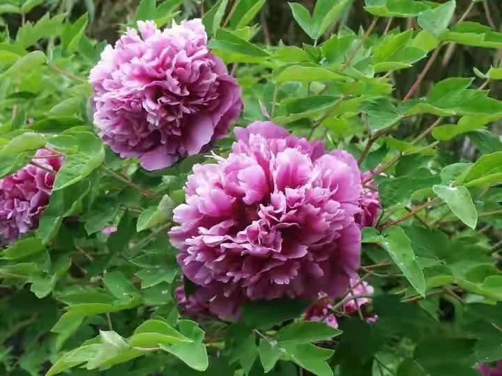 人生不一定永远是玫瑰色的，但人生可以是美丽的(图26)