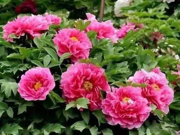 人生不一定永远是玫瑰色的，但人生可以是美丽的(图27)