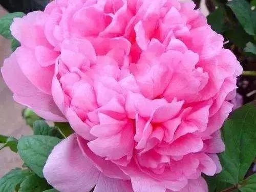 人生不一定永远是玫瑰色的，但人生可以是美丽的(图29)