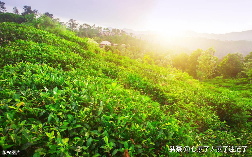 人生感悟经典句子，只要快乐，你就什么都不缺(图1)