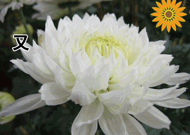 清明将至 哀思无限 句句唯美 适合发朋友圈纪念文案(图4)