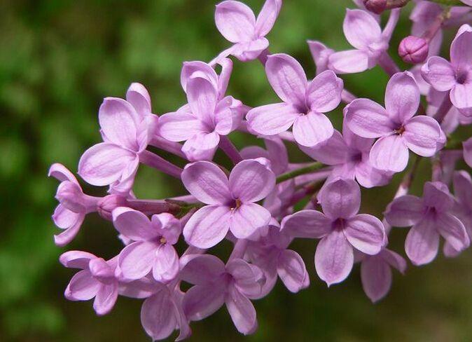 《丁香花》背后居然有这样一个凄美的故事(图2)