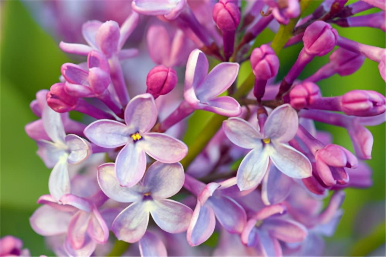 《丁香花》背后的爱情故事：有几人知晓所唱的亡者是谁？(图1)