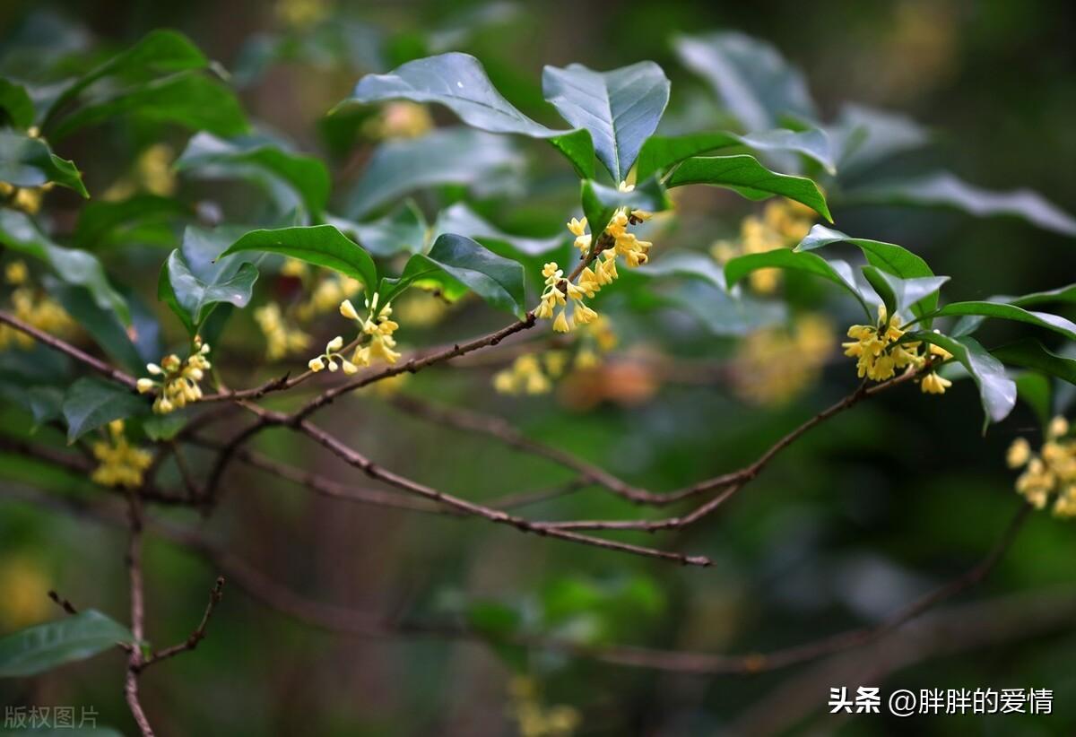 诚实做人，诚信做事，廉洁从政，与时俱进；高风亮节，继往开来(图3)