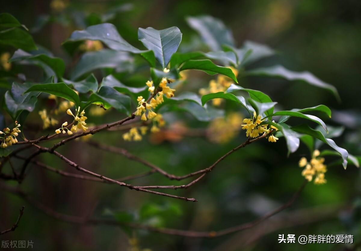 诚实做人，诚信做事，廉洁从政，与时俱进；高风亮节，继往开来(图5)