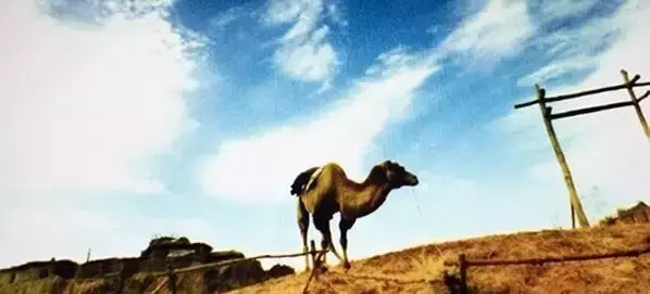 所有写给张国荣的情书，我只认这一篇(图17)