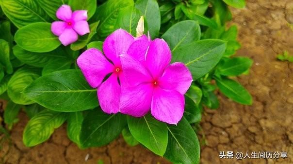 人生成功励志名言，句句充满阳光，激励人心(图1)