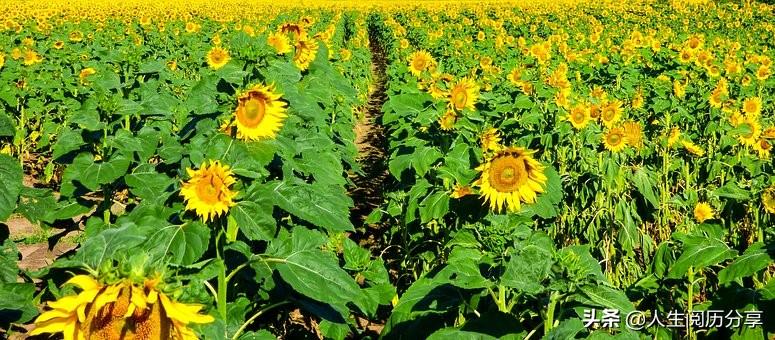 人生成功励志名言，句句充满阳光，激励人心(图2)