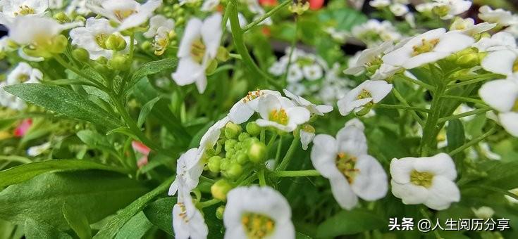 人生成功励志名言，句句充满阳光，激励人心(图4)