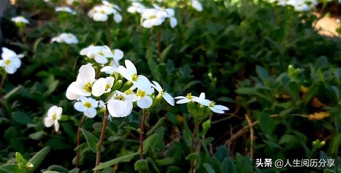 人生成功励志名言，句句充满阳光，激励人心(图6)