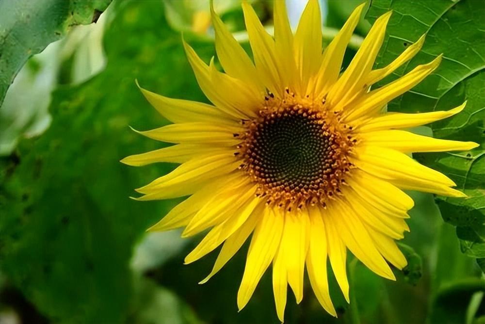 幽默夸人帅的句子，颜值与幽默相得益彰(图1)