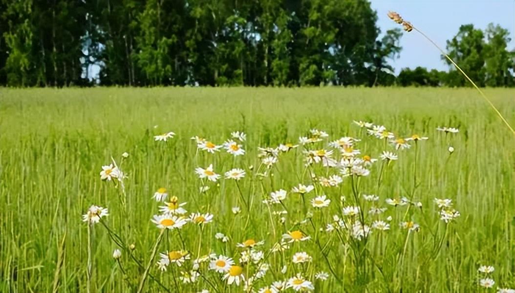 幽默夸人帅的句子，颜值与幽默相得益彰(图6)
